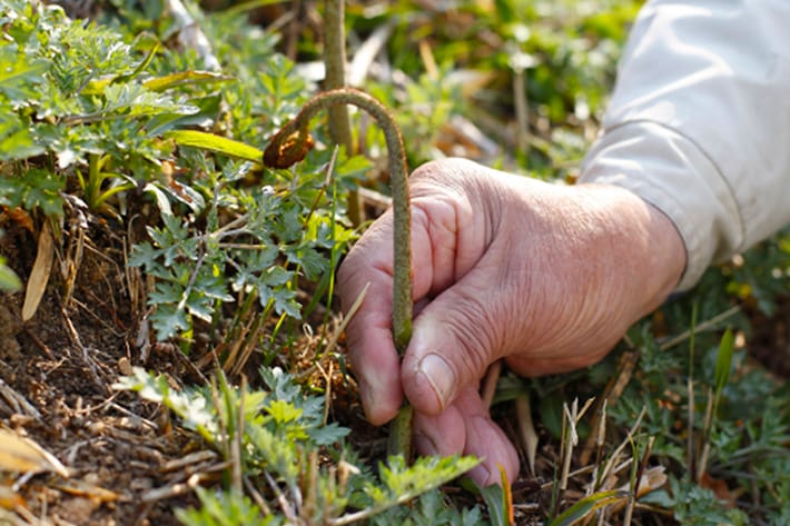 国産山菜ミックス | 【公式通販】卯月製麺（うづきせいめん